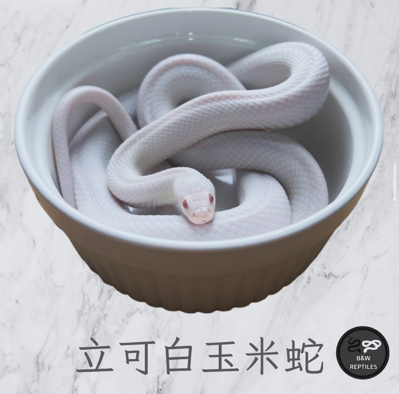 B&W 黑白爬蟲 — 精選蛇款